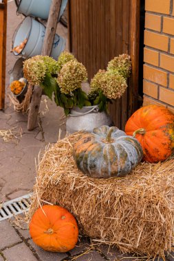 Toplanıyoruz. Balkabakları masanın üzerinde yatıyor. Piyasada bir sürü balkabağı var. Yüksek kalite fotoğraf