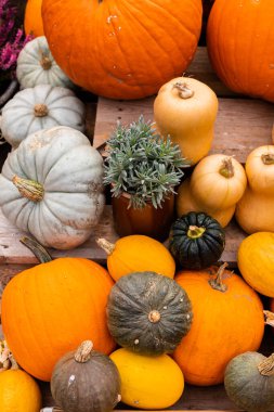 Toplanıyoruz. Balkabakları masanın üzerinde yatıyor. Piyasada bir sürü balkabağı var. Yüksek kalite fotoğraf