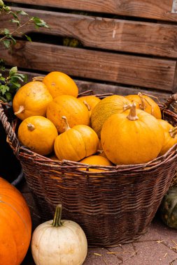 Toplanıyoruz. Balkabakları masanın üzerinde yatıyor. Piyasada bir sürü balkabağı var. Yüksek kalite fotoğraf