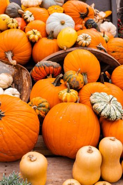 Toplanıyoruz. Balkabakları masanın üzerinde yatıyor. Piyasada bir sürü balkabağı var. Yüksek kalite fotoğraf