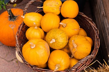 Toplanıyoruz. Balkabakları masanın üzerinde yatıyor. Piyasada bir sürü balkabağı var. Yüksek kalite fotoğraf