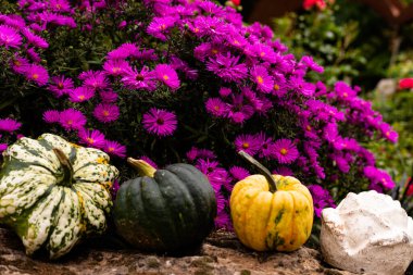 Ingathering. Pumpkins are lying on the table. Lots of pumpkins on the market. High quality photo clipart