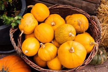 Toplanıyoruz. Balkabakları masanın üzerinde yatıyor. Piyasada bir sürü balkabağı var. Yüksek kalite fotoğraf