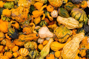 Toplanıyoruz. Balkabakları masanın üzerinde yatıyor. Piyasada bir sürü balkabağı var. Yüksek kalite fotoğraf