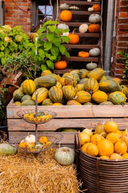 Toplanıyoruz. Balkabakları masanın üzerinde yatıyor. Piyasada bir sürü balkabağı var. Yüksek kalite fotoğraf