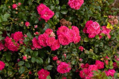 Bahçedeki gül çalısı. Küçük güzel bir gül. Bahçecilik. Yüksek kalite fotoğraf