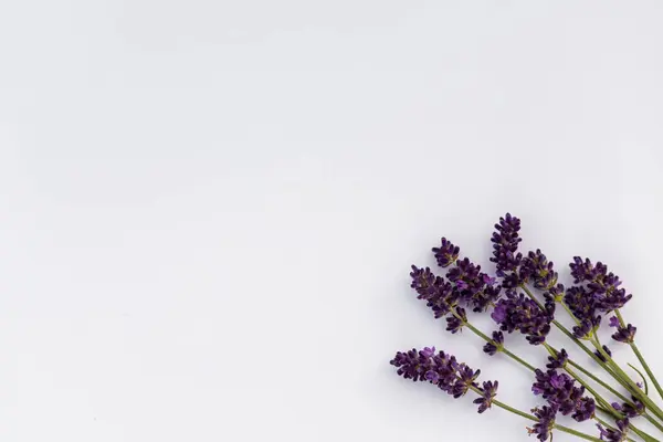 Beyaz arka planda taze kesilmiş lavanta. Masada yatan lavanta. Yüksek kalite fotoğraf