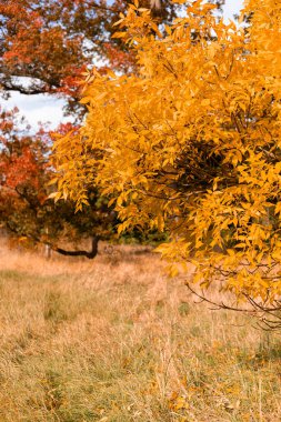 Ağaçlarda sarı ve kırmızı yapraklar. Sonbahar manzarası. Ekim 'de doğa. Yüksek kalite fotoğraf