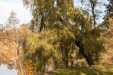 Ağaçlarda sarı ve kırmızı yapraklar. Sonbahar manzarası. Ekim 'de doğa. Yüksek kalite fotoğraf