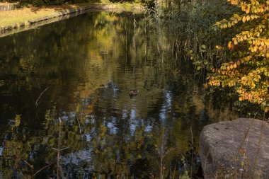 Vahşi ördeklerin olduğu bir göl. Göl kenarındaki sonbahar manzarası. Vahşi kuşlar. Yüksek kalite fotoğraf