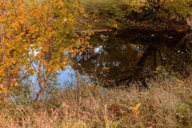 Ağaçlarda sarı ve kırmızı yapraklar. Sonbahar manzarası. Ekim 'de doğa. Yüksek kalite fotoğraf