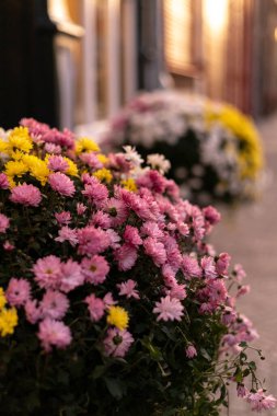 Bahçede sarı ve pembe kasımpatılar var. Sonbahar Çiçekleri. Yüksek kalite fotoğraf
