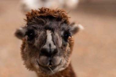 Alpaka. Büyük bir alpaka portresi. Vahşi doğada hayvan hayatı. Yüksek kalite fotoğraf