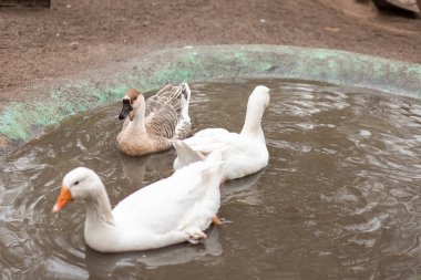 Kazlar küçük bir gölette yüzerler. Kazlar büyüyor. Yüksek kalite fotoğraf