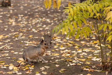 Mouse deer. High quality photo clipart