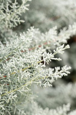 Karda yılbaşı ağacı dalları. Kış manzarası. Karlı kış. Kozalaklı ağaç karla kaplı. Yüksek kalite fotoğraf