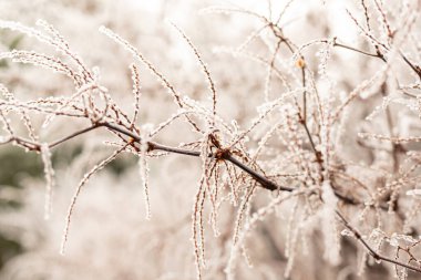 Tomurcukları olan donmuş bir dalın yakın çekimi. Parkta donmuş bir ağaç. Doğa fotoğrafları. Yüksek kalite fotoğraf