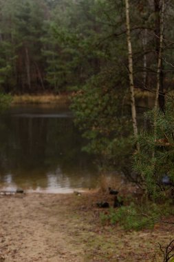 Ormanda bir göl. Kozalaklı orman. Gölün kıyısındaki kumsal. Yüksek kalite fotoğraf