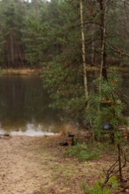 Ormanda bir göl. Kozalaklı orman. Gölün kıyısındaki kumsal. Yüksek kalite fotoğraf
