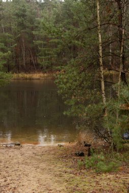 Ormanda bir göl. Kozalaklı orman. Gölün kıyısındaki kumsal. Yüksek kalite fotoğraf