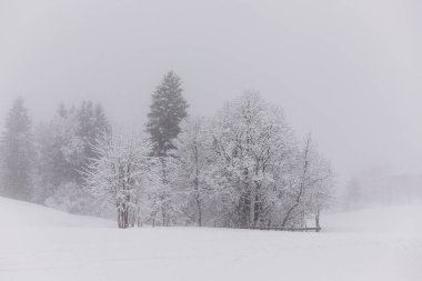 Karla kaplı ağaçlar. Karda ağaçlar. Kış ormanı Kış doğası. Yüksek kalite fotoğraf