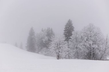 Karla kaplı ağaçlar. Karda ağaçlar. Kış ormanı Kış doğası. Yüksek kalite fotoğraf