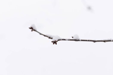 Bahçede karla kaplı ağaçlar. Karlı kış. Kırsal kış doğası. Yüksek kalite fotoğraf