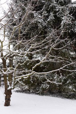 Bahçede karla kaplı ağaçlar. Karlı kış. Kırsal kış doğası. Yüksek kalite fotoğraf