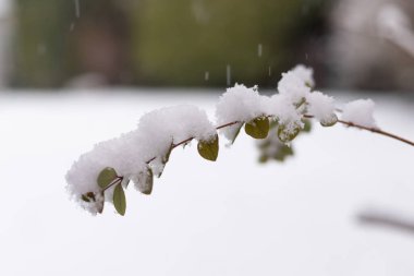 Karda ağaç dallarına yakın çekim. Karla kaplı ağaçlar. Yüksek kalite fotoğraf