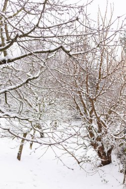 Kış karla kaplı bahçe. Kışın bahçe. Bahçecilik. Yüksek kalite fotoğraf