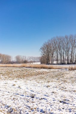 Güneşli bir günde karla kaplı bir tarla. Kırsal bir kış manzarası. Tarım. Yüksek kalite fotoğraf