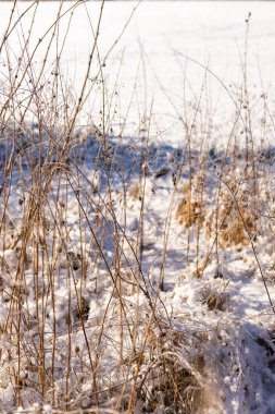 Kışın kurumuş yabani otlar. Karlı bir tarla. Köyde kış manzarası. Vahşi yaşam. Yüksek kalite fotoğraf