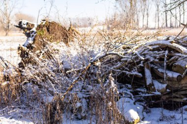 Ağaçları kesiyorum. Kesilen ağaçlar karın üzerinde yatar. Yakacak odun topluyorum. Yüksek kalite fotoğraf