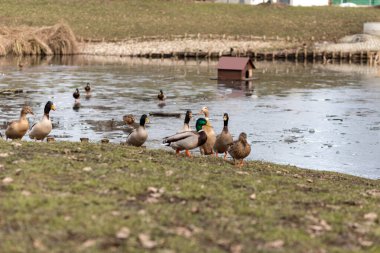 Gölün kıyısındaki vahşi ördek sürüsü. Ördekler suda yüzer. Bir sürü ördek. Yüksek kalite fotoğraf