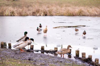 Gölün kıyısındaki vahşi ördek sürüsü. Ördekler suda yüzer. Bir sürü ördek. Yüksek kalite fotoğraf