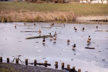 Gölün kıyısındaki vahşi ördek sürüsü. Ördekler suda yüzer. Bir sürü ördek. Yüksek kalite fotoğraf