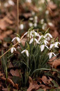Kar damlası çalılığına yakın çekim. Ormanda çuha çiçekleri. Bahar Ormanı. Yüksek kalite fotoğraf