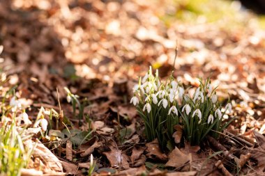 Kar damlası çalılığına yakın çekim. Ormanda çuha çiçekleri. Bahar Ormanı. Yüksek kalite fotoğraf