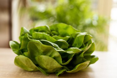 Taze marul yaprakları, yenmeye hazır. Marul yaprakları masanın üzerinde. Yüksek kalite fotoğraf