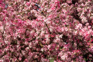 Çiçekli pembe elma ağacı. Pembe çiçekli pankart. Çiçek açan bir elma ağacıyla arka plan. Yüksek kalite fotoğraf