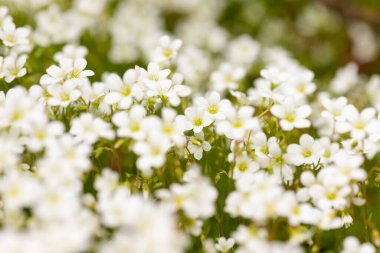 Beyaz kozmos çiçeğinin sınırı bahçedeki kozmos tarlasında bulanık arka plan ve yatay çiçek posteri için yumuşak güneş ışığı. Kapalı çiçekler yaz mevsiminde gün doğumunda yumuşaklık üzerine çiçek açarlar. Yüksek kalite fotoğraf