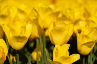 Lale tarlası, parlak sarı çiçeklerden oluşan bir kütle, her şeyin üzerinde yükselen sarı bir lale ile bulanıklaşır ve odak noktası, doğal bir arka plan olarak renkli taze bahar büyümesinin yakın planıdır. Yüksek kalite fotoğraf