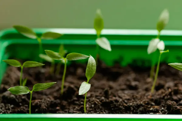 Plastik bir tencerede biber tohumları. Evde fidanlar yetişiyor. Yüksek kalite fotoğraf