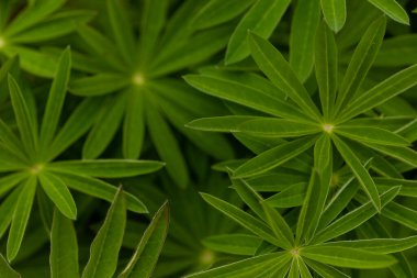 Lupine gidiyor. Yaprakların yeşil arka planı. Çiçeklerin sulu yeşil yaprakları. Yaprakların arka planı. Yüksek kalite fotoğraf
