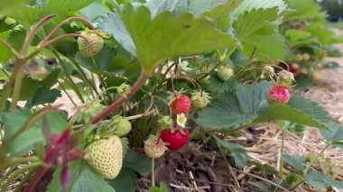 Kırmızı çilek çalıları, bahçedeki bitki çizgileri. Yüksek kaliteli FullHD görüntüler