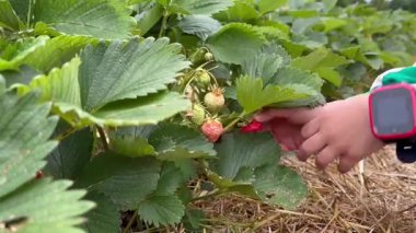 Çocuk tarlada olgun kırmızı çilek topluyor. Yüksek kaliteli FullHD görüntüler