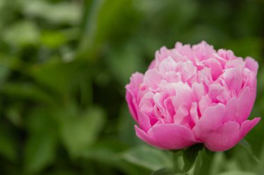 Beton bir plaka üzerinde taze pembe şakayık çiçekleri ve siyah arka planda fotokopi alanı var. - Evet. Yüksek kalite fotoğraf