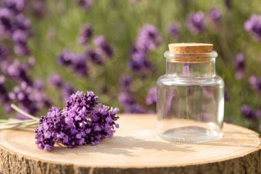 Bir buket lavanta ve kütük. Mantarlı ve lavantalı cam kavanoz. Lavanta çalıları. Güneşli bir günde lavanta arkaplan. Yüksek kalite fotoğraf
