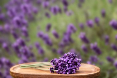 Tahta bir stantta taze toplanmış lavanta. Lavanta çalıları. Lavanta hasadı. Lavanta balı. Yüksek kalite fotoğraf
