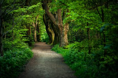 Güneşli bir akşamda, Brighton, Doğu Sussex, İngiltere yakınlarında eski bir ağaç gövdesi.